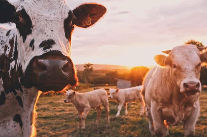 vacas en puesta de sol