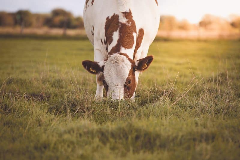 vaca comiendo en prado